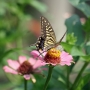 Swallowtail_butterfly001.jpg