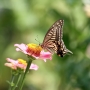 Swallowtail_butterfly002.jpg