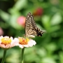 Swallowtail_butterfly003.jpg