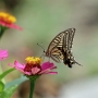Swallowtail_butterfly004.jpg