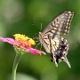 Swallowtail_butterfly005.jpg