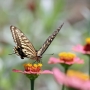Swallowtail_butterfly006.jpg