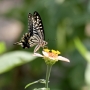 Swallowtail_butterfly007.jpg