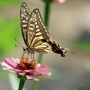 Swallowtail_butterfly008.jpg