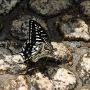 Swallowtail_butterfly009.jpg