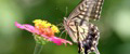 04_Swallowtail_butterfly005.jpg