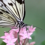 Tree_nymph_butterfly002.jpg