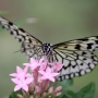 Tree_nymph_butterfly003.jpg