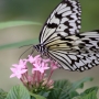 Tree_nymph_butterfly004.jpg