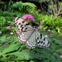 Tree_nymph_butterfly005.jpg