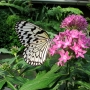 Tree_nymph_butterfly006.jpg