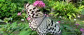 05_Tree_nymph_butterfly005.jpg