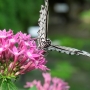 Tree_nymph_butterfly007.jpg