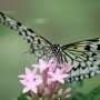 Tree_nymph_butterfly008.jpg