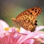 indian_fritillary05ツマグロヒョウモン.jpg