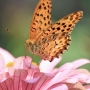 indian_fritillary06ツマグロヒョウモン.jpg