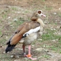 e_goose0005.jpg