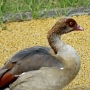 e_goose0006.jpg