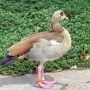 e_goose0010.jpg