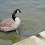 c_goose0206.jpg