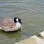 c_goose0207.jpg