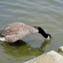 c_goose0208.jpg