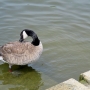 c_goose0209.jpg