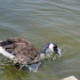 c_goose0212.jpg