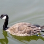 c_goose0214.jpg