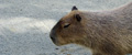 02_capybara0113.jpg