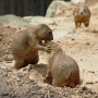 prairiedog0102.jpg