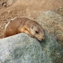 prairiedog0103.jpg