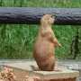 prairiedog0104.jpg