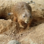 prairiedog0107.jpg