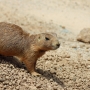 prairiedog0108.jpg