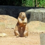 prairiedog0109.jpg