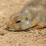 prairiedog0114.jpg