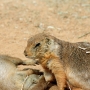 prairiedog0115.jpg