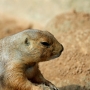 prairiedog0116.jpg