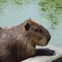 capybara0101.jpg