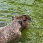 capybara0102.jpg