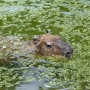 capybara0103.jpg