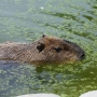 capybara0104.jpg