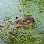 capybara0105.jpg