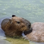 capybara0106.jpg