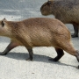 capybara0111.jpg