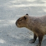 capybara0112.jpg