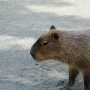 capybara0113.jpg