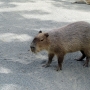 capybara0114.jpg