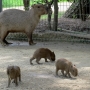 capybara0115.jpg